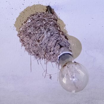 sheepfold - dead animals