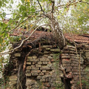 Pepper 2023 Pepper 2023