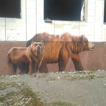 slon savec Příroda divoké