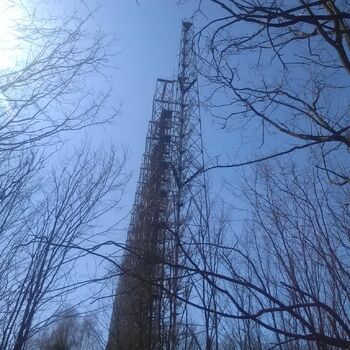 strom háček woody plant obloha Les vascular plant zima