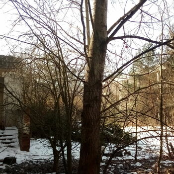 strom zima Les woody plant sníh stromy krajina strom zima Les woody plant sníh stromy krajina