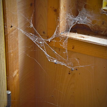 pavučina pavučina www pavouk past