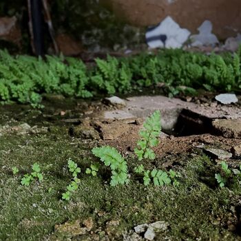 ɴᴇᴍᴏᴄɴɪᴄᴇ ɴᴇᴍᴏᴄɴɪᴄᴇ