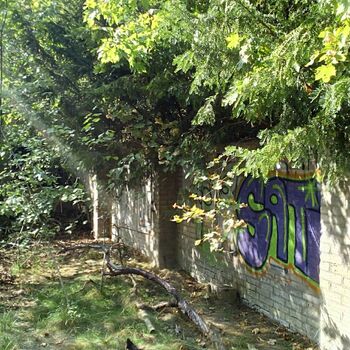 tree woody plant vascular plant plant