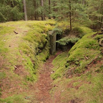 Maple 52 with swimming pool