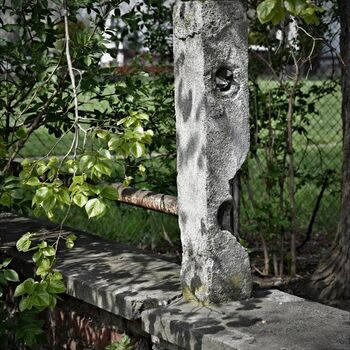tree woody plant forest vascular plant plant tree woody plant forest vascular plant plant