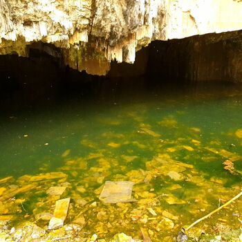 řeka Les strom krajina voda bažina