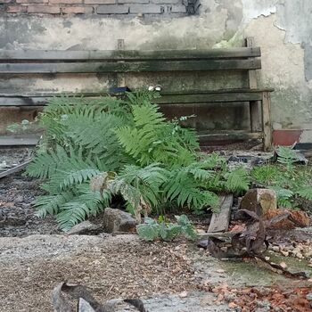 Garten Garten