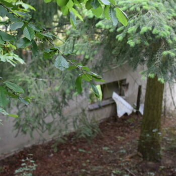 strom woody plant vascular plant rostlina