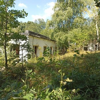 strom zahrada woody plant krajina