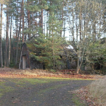 tree forest woody plant trees